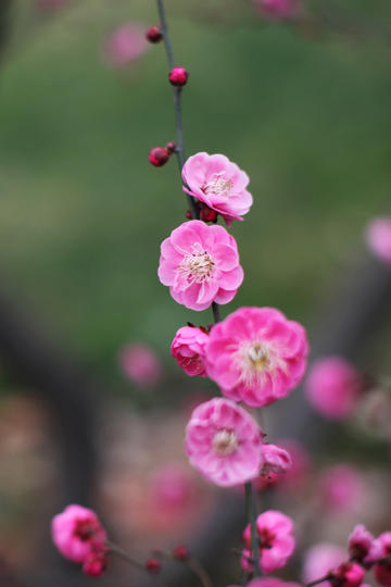 杨紫琼和孙子合照